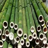 BAMBOO MERCHANT