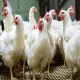 Poultry Shop ( Chicken Shop)